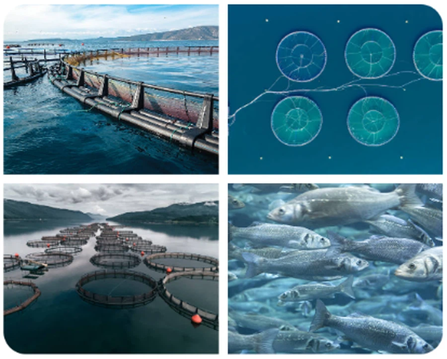 Yucca Extrakt flüssig Uses Yucca Extrakt flüssig Uses